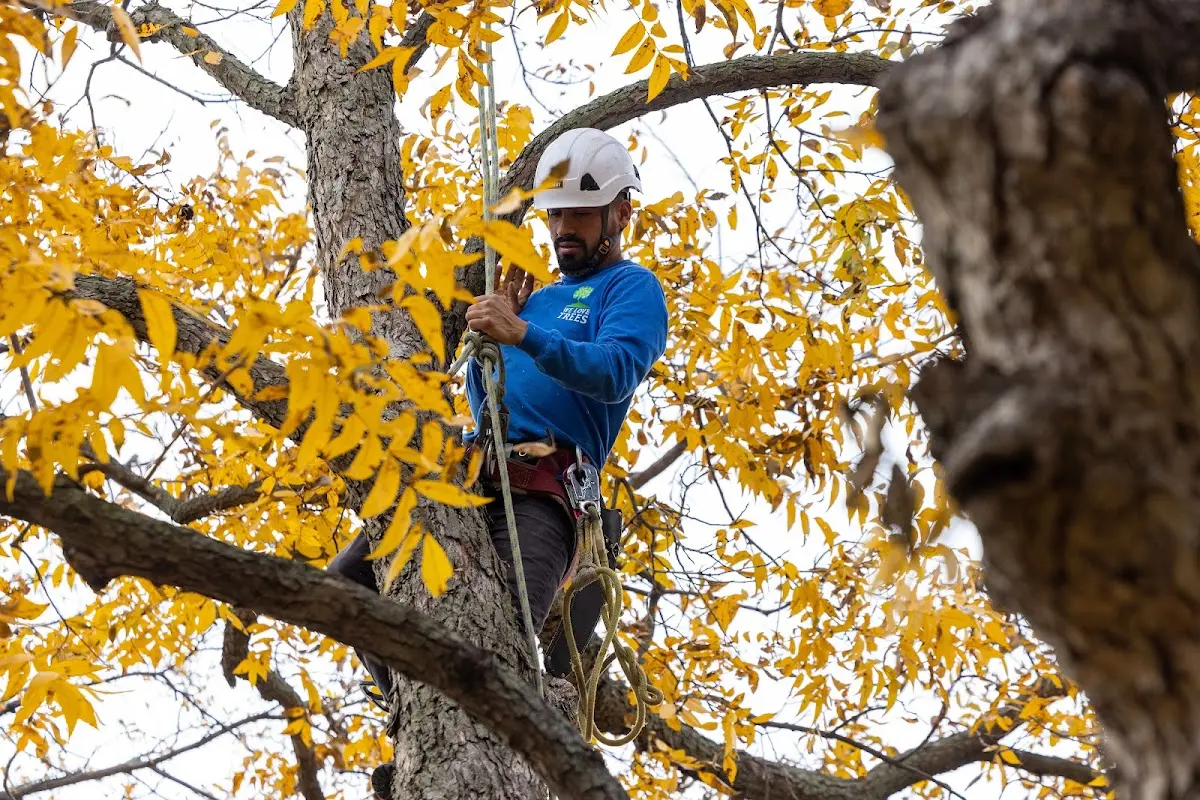 Skilled Tree Trimming crew working in Bevington
